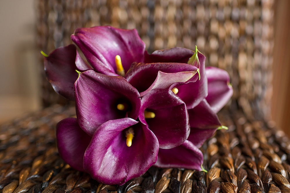 Bouquet of deep purple calla lilies