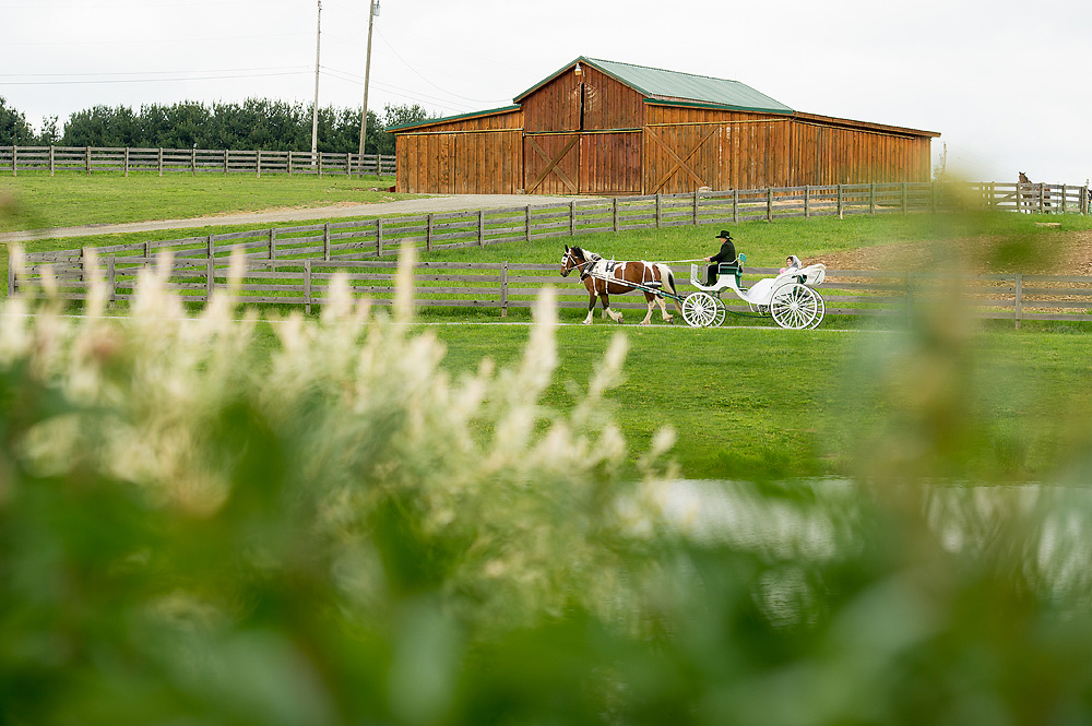 Horse-drawn carriage passing a barn through tall grass