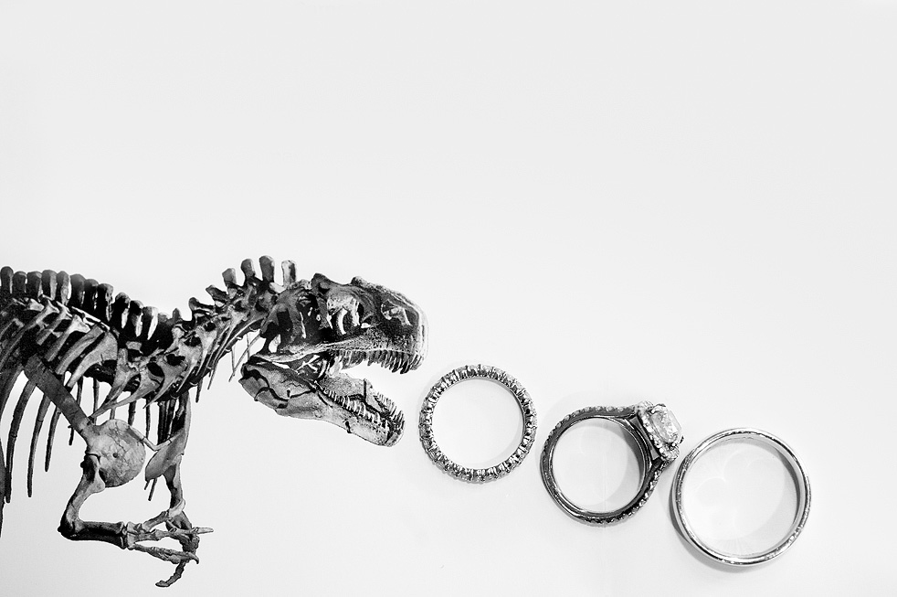Four wedding rings arranged beside a toy dinosaur skeleton