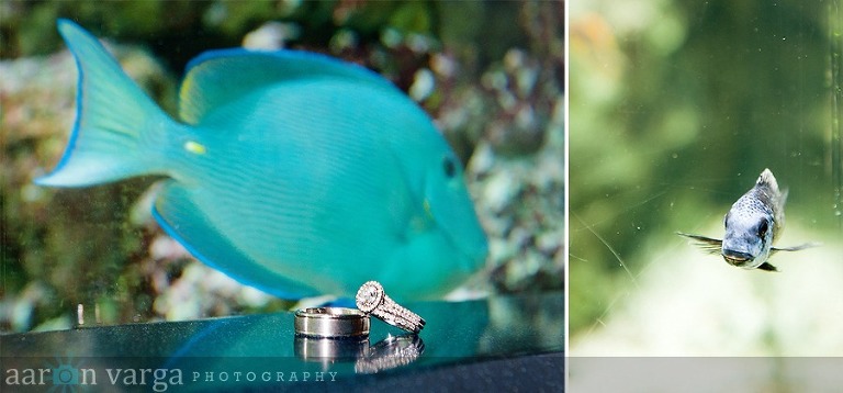 composite5 thumb2(pp w768 h358) - Missy + Dave | PPG Aquarium Wedding Photos