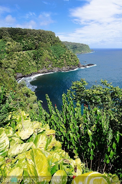 AVP 1448 Edit thumb(pp w480 h724) - Maui, Hawaii