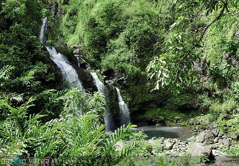 AVP 1452 Edit thumb(pp w768 h535) - Maui, Hawaii