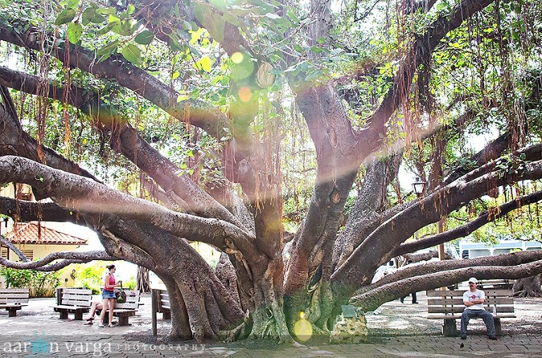 AVP 1731 Edit thumb(pp w768 h508) - Maui, Hawaii
