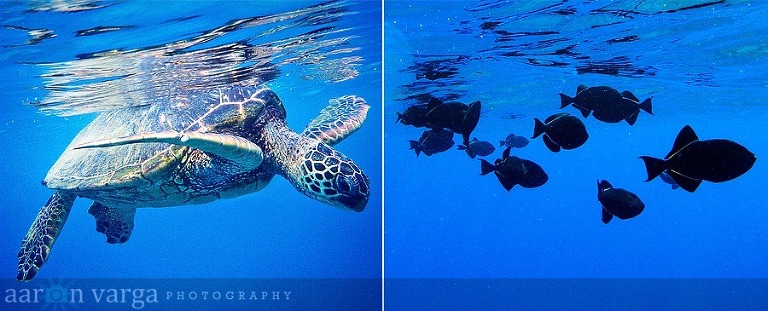 composite1 thumb1(pp w768 h311) - Maui, Hawaii