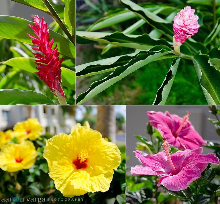 composite3 thumb1(pp w768 h712) - Maui, Hawaii