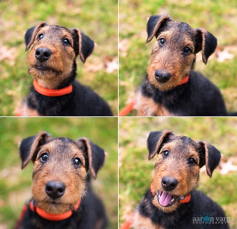 Composite1 thumb(pp w768 h745) - Catcher | Pittsburgh Pet Photography
