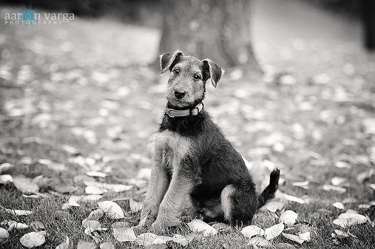 DSC 5218 Edit thumb(pp w768 h511) - Catcher | Pittsburgh Pet Photography