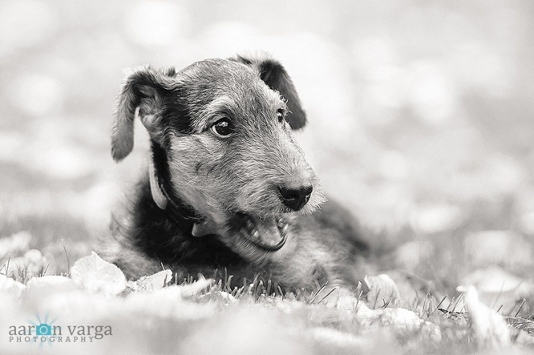 DSC 5236 Edit 2 thumb(pp w768 h511) - Catcher | Pittsburgh Pet Photography