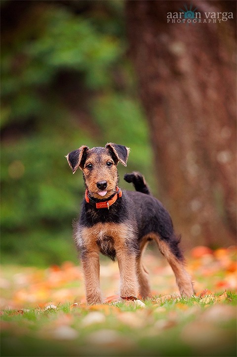 catcher thumb(pp w480 h721) - Catcher | Pittsburgh Pet Photography