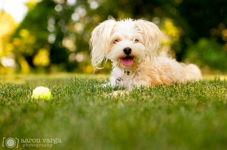 01 Pittsburgh Pet Photographer(pp w768 h510) - Layla | Pittsburgh Pet Photographer