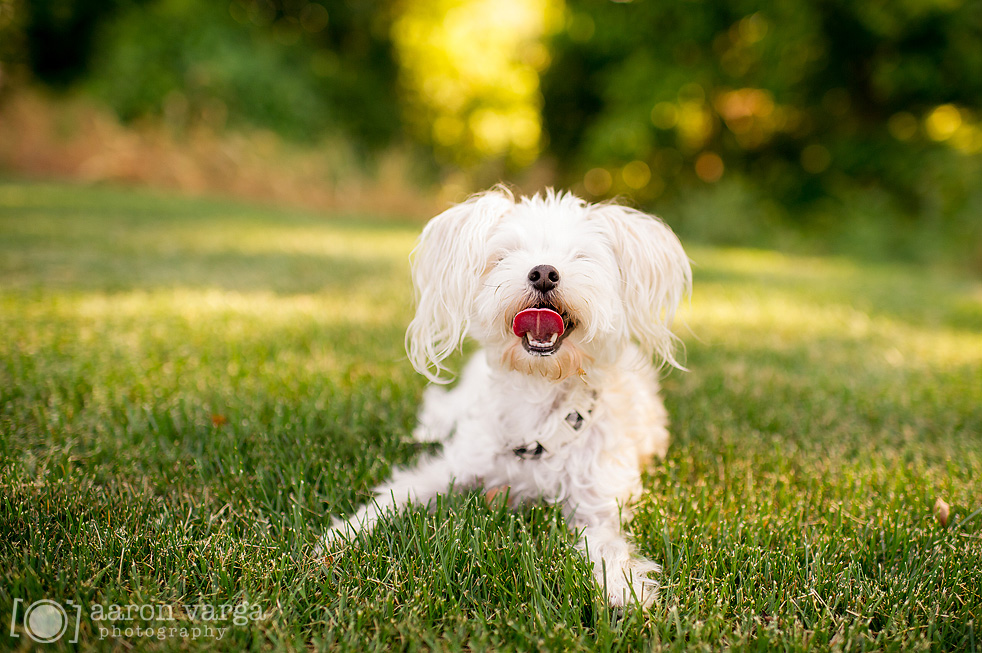 Pittsburgh Dog and Pet Photographer