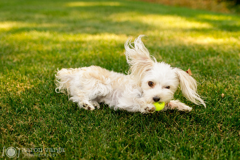 03(pp w768 h510) - Layla | Pittsburgh Pet Photographer