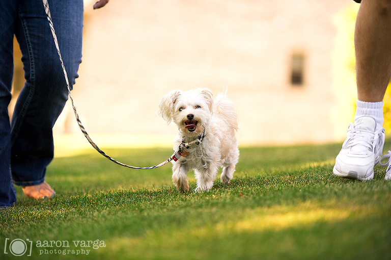 05 Pittsburgh Pet Photographer(pp w768 h510) - Layla | Pittsburgh Pet Photographer