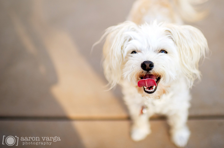06 Pittsburgh Pet Photographer(pp w768 h510) - Layla | Pittsburgh Pet Photographer