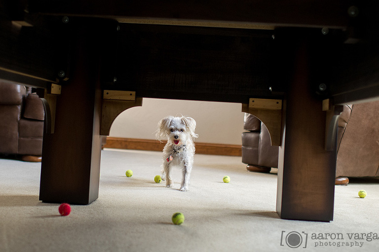 08 Pittsburgh Pet Photographer(pp w768 h510) - Layla | Pittsburgh Pet Photographer
