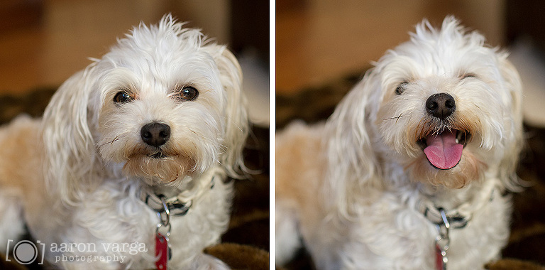 09 Pittsburgh Pet Photographer(pp w768 h380) - Layla | Pittsburgh Pet Photographer