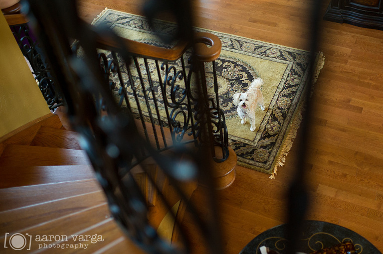 10 Pittsburgh Pet Photographer(pp w768 h510) - Layla | Pittsburgh Pet Photographer