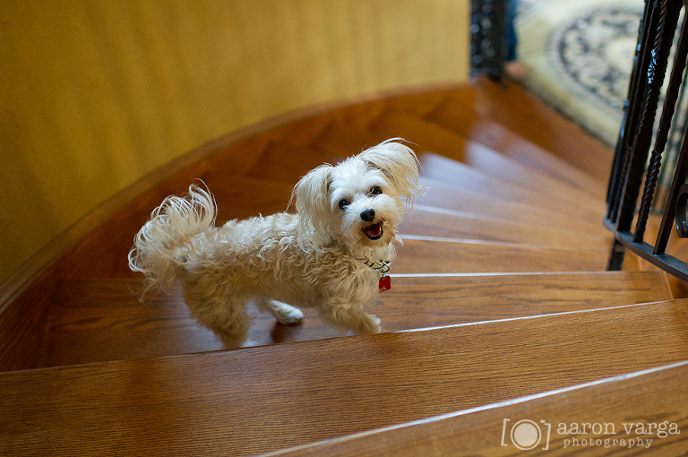 11 Pittsburgh Pet Photographer(pp w768 h510) - Layla | Pittsburgh Pet Photographer