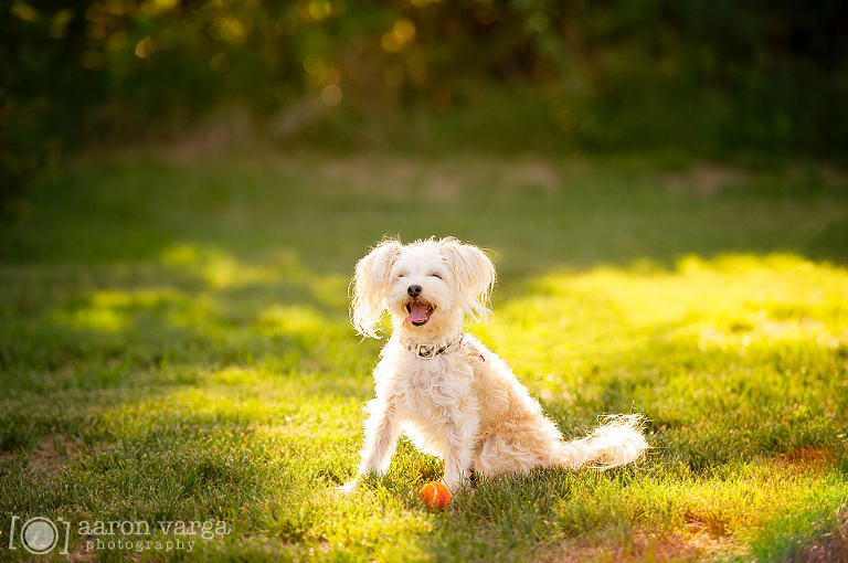 Pittsburgh Pet Photographer 1(pp w768 h510) - Sneak Peek! Layla