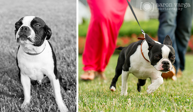 18 engagement photos with dog(pp w768 h445) - Brittany + Brandon | Strip District Engagement Photos