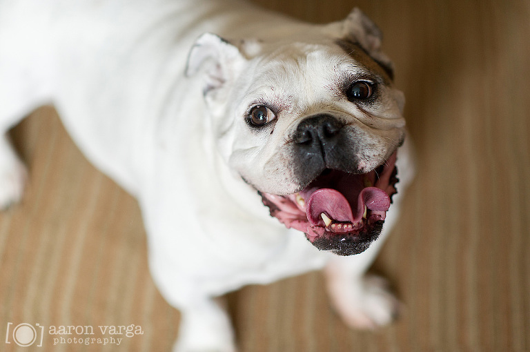 22 Bulldog in a tux(pp w768 h510) - Molly + Dan | Fairmont Hotel Wedding Pittsburgh Photos