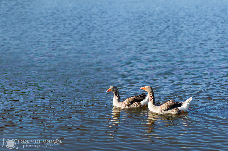 01 Ducks(pp w768 h510) - Alyse + James | Armstrong Farms Engagement Photos