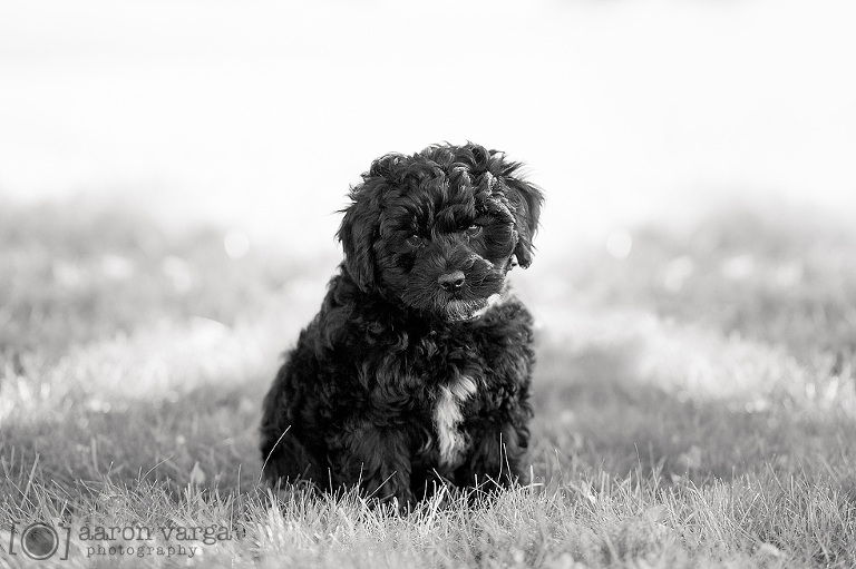 07 pittsburgh pet photography(pp w768 h511) - 2013: Year in Review