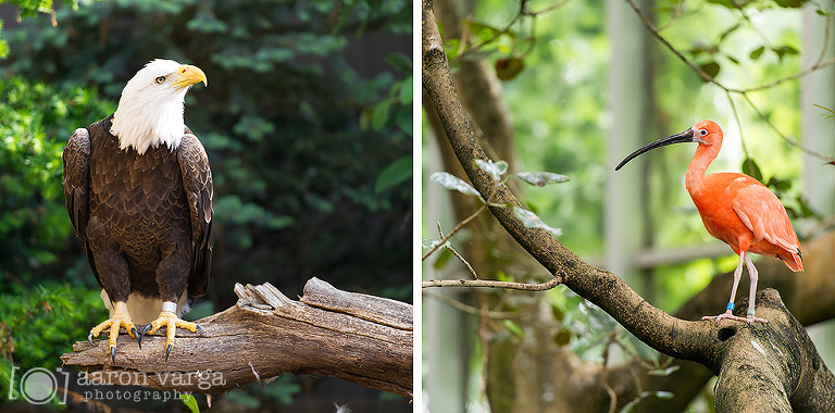 25 aviary photo(pp w768 h380) - National Aviary Wedding