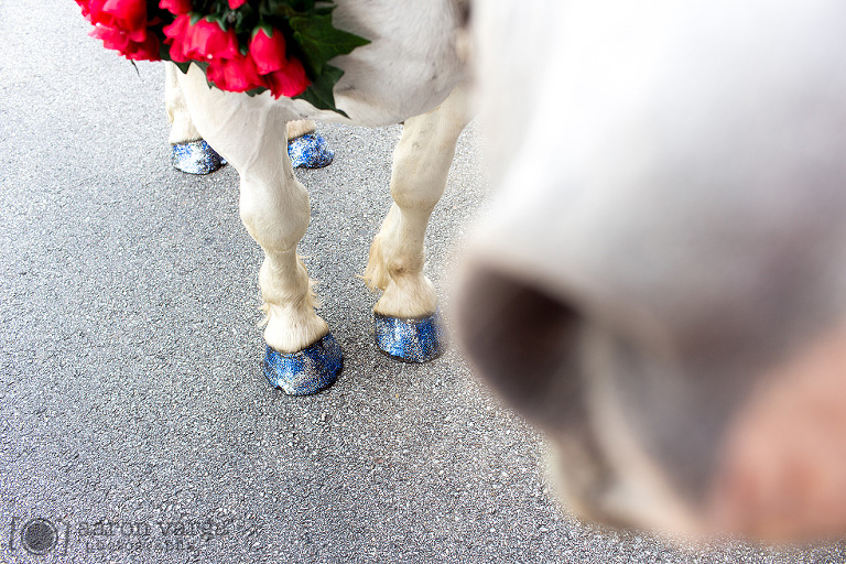 42 pittsburgh baraat wedding entrance(pp w768 h512) - J Verno Studios Wedding