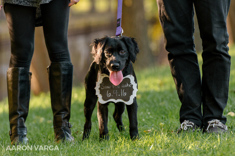06 dog wearing save the date sign(pp w768 h512) - Kelsey + Mike | West Park and Mt. Washington Engagement Photos