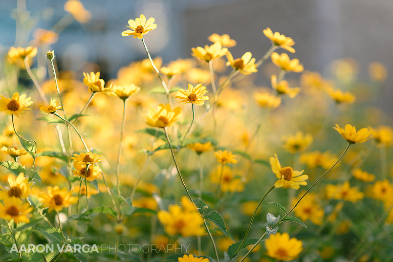 18 yellow flowers engagement(pp w768 h512) - Kaitlyn + Tom | Phipps Conservatory and Schenley Park Engagement Photos