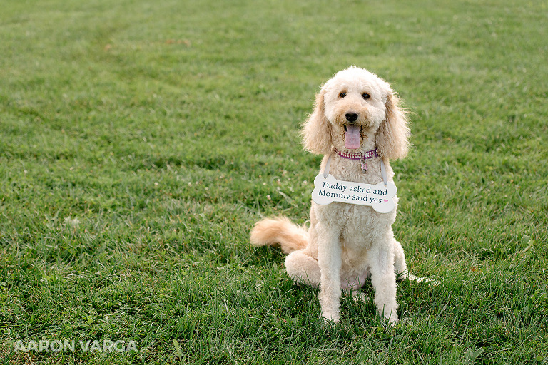 01 dog engagement session(pp w768 h512) - Shauna + Glenn | Schenley Park and North Shore Engagement Photos