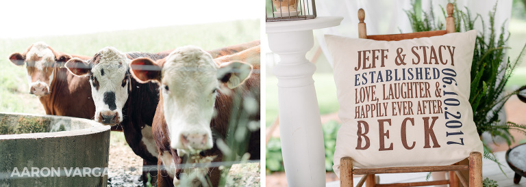 08 shady elms cows(pp w768 h274) - Stacy + Jeff | Shady Elms Farm Wedding Photos