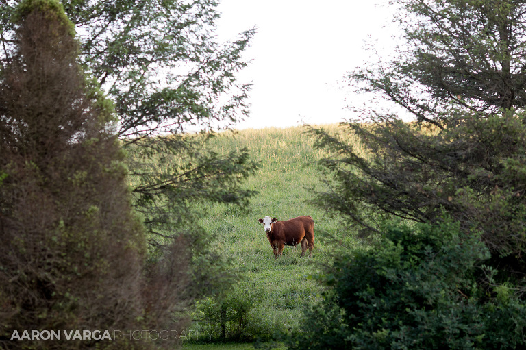 09 shady elms farm cows(pp w768 h511) - Stacy + Jeff | Shady Elms Farm Wedding Photos