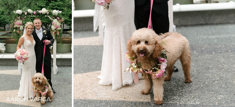 32 dog wedding photos(pp w768 h351) - Summer + Paul | Embassy Suites Downtown Pittsburgh Wedding Photos