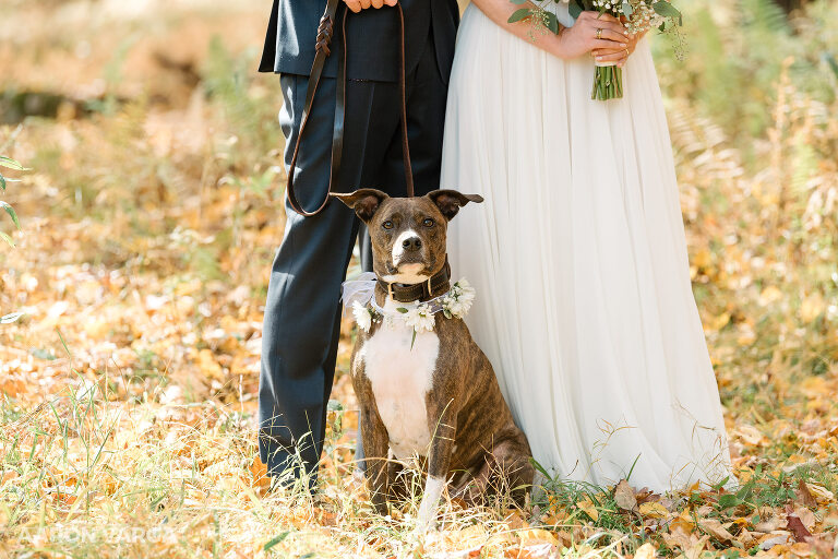 07 wedding photos with dog(pp w768 h512) - Morgan + Greg | Cook Forest State Park Elopement Photos