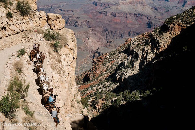 42 mules in grand canyon(pp w768 h512) - Sedona, Arizona & the Grand Canyon