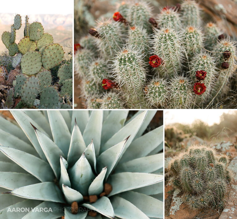 52 doe mountain desert details(pp w768 h708) - Sedona, Arizona & the Grand Canyon