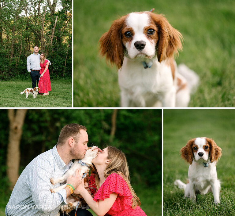 11 peters lake park engagement photos dog(pp w768 h708) - Abigail + George | Peters Lake Park Engagement Photos