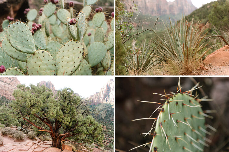 09 Zion National Park(pp w768 h513) - Zion National Park, UT