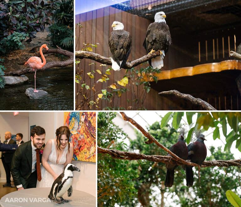 34 birds at national aviary wedding(pp w768 h660) - Anna + Josh | National Aviary Wedding Photos
