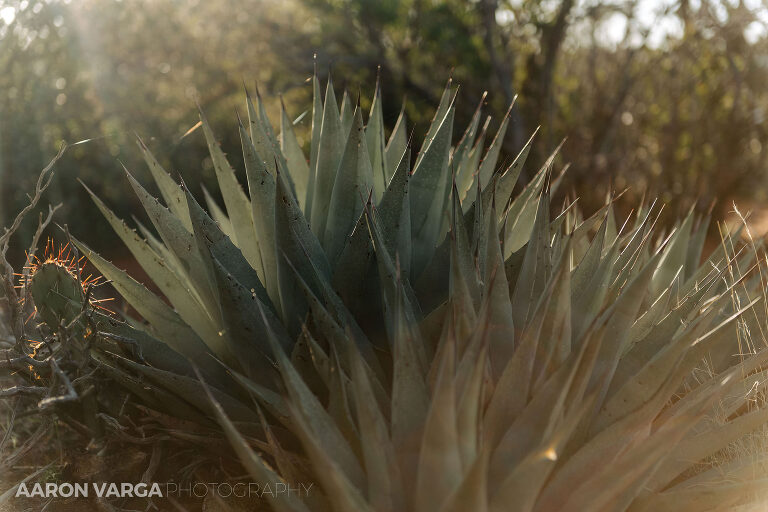16 cactus sedona(pp w768 h512) - Sedona, AZ (Again!)