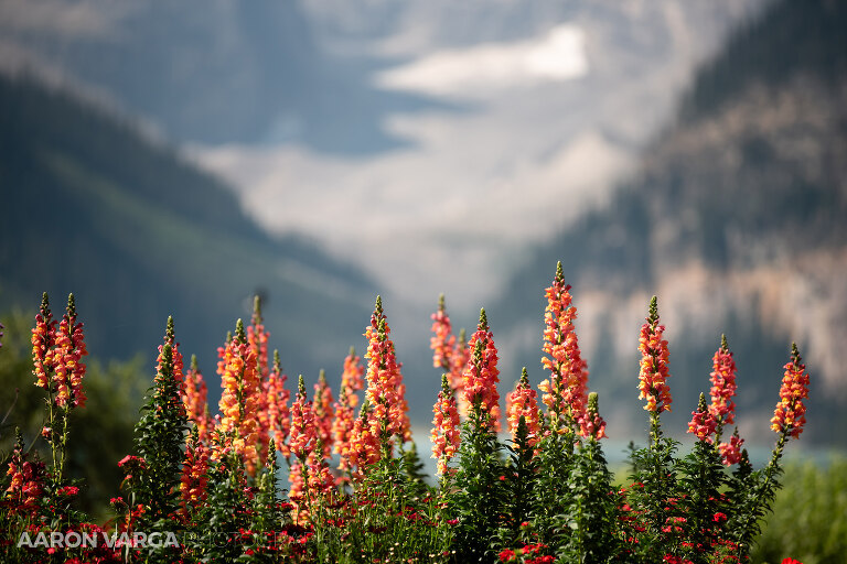78 banff lake louise photographers(pp w768 h512) - Banff National Park, Canadian Rockies