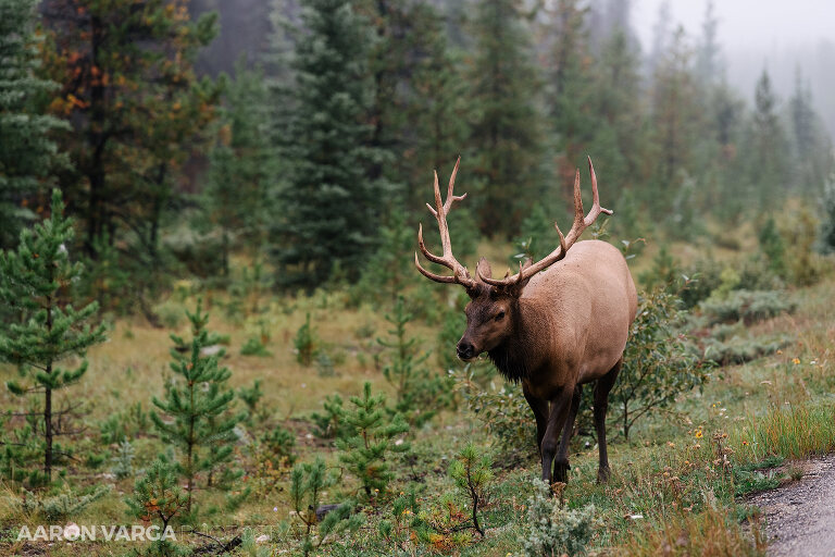 04 jasper national park photographers(pp w768 h512) - Jasper National Park, Canadian Rockies