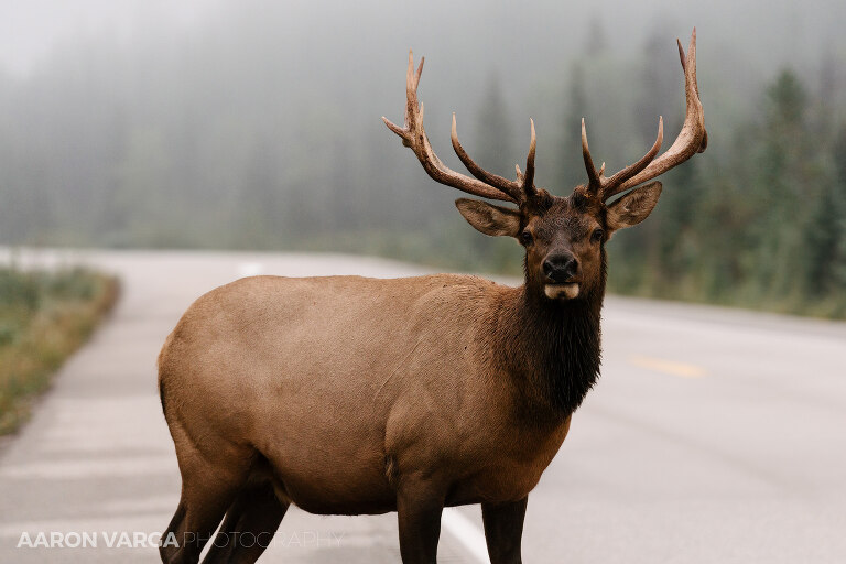 05 jasper national park photographers(pp w768 h512) - Jasper National Park, Canadian Rockies