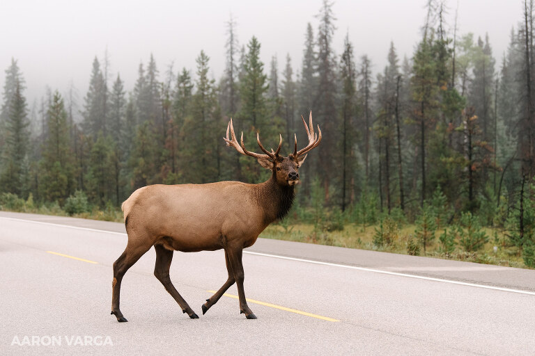 06 jasper national park photographers(pp w768 h512) - Jasper National Park, Canadian Rockies