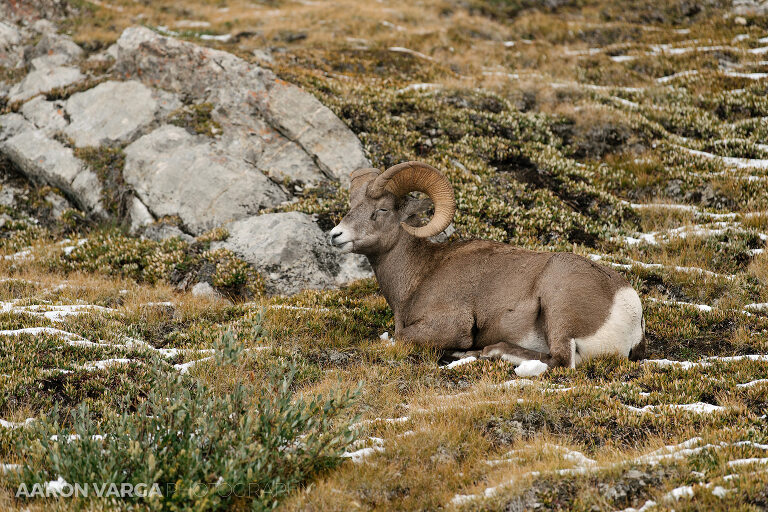 23 jasper national park photographers(pp w768 h512) - Jasper National Park, Canadian Rockies