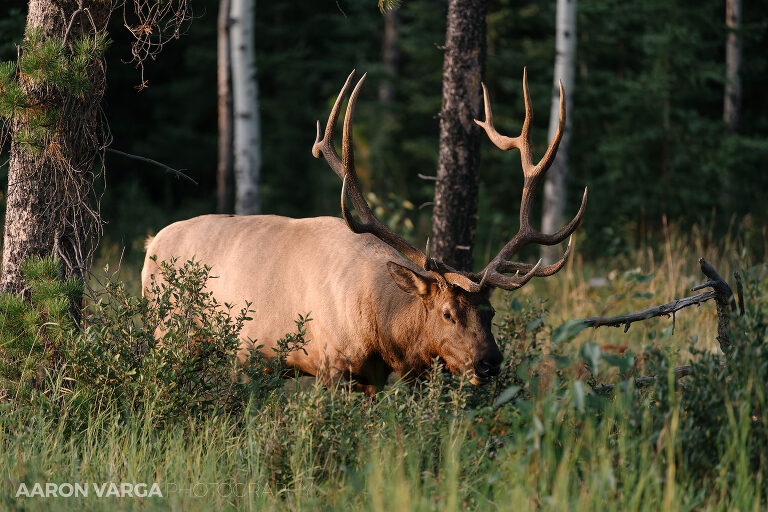 32 jasper national park photographers(pp w768 h512) - Jasper National Park, Canadian Rockies