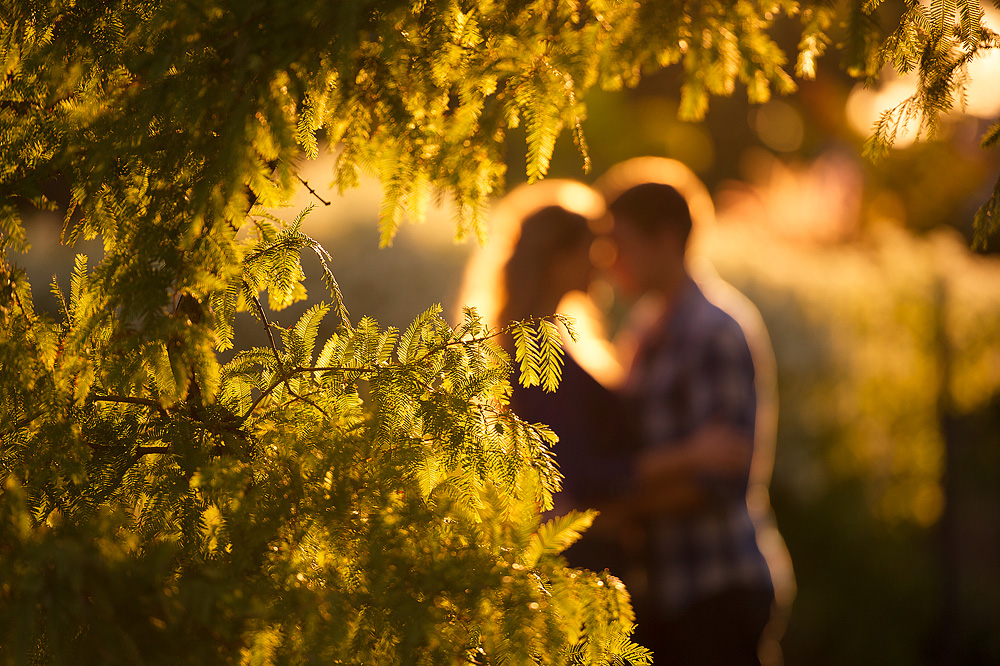 Couple kissing behind evergreen branches at golden hour